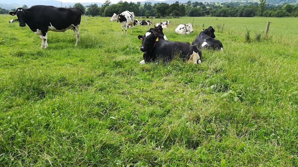 Tan común que nadie lo explica: ¿por qué las vacas se convirtieron en el gran animal lechero?
