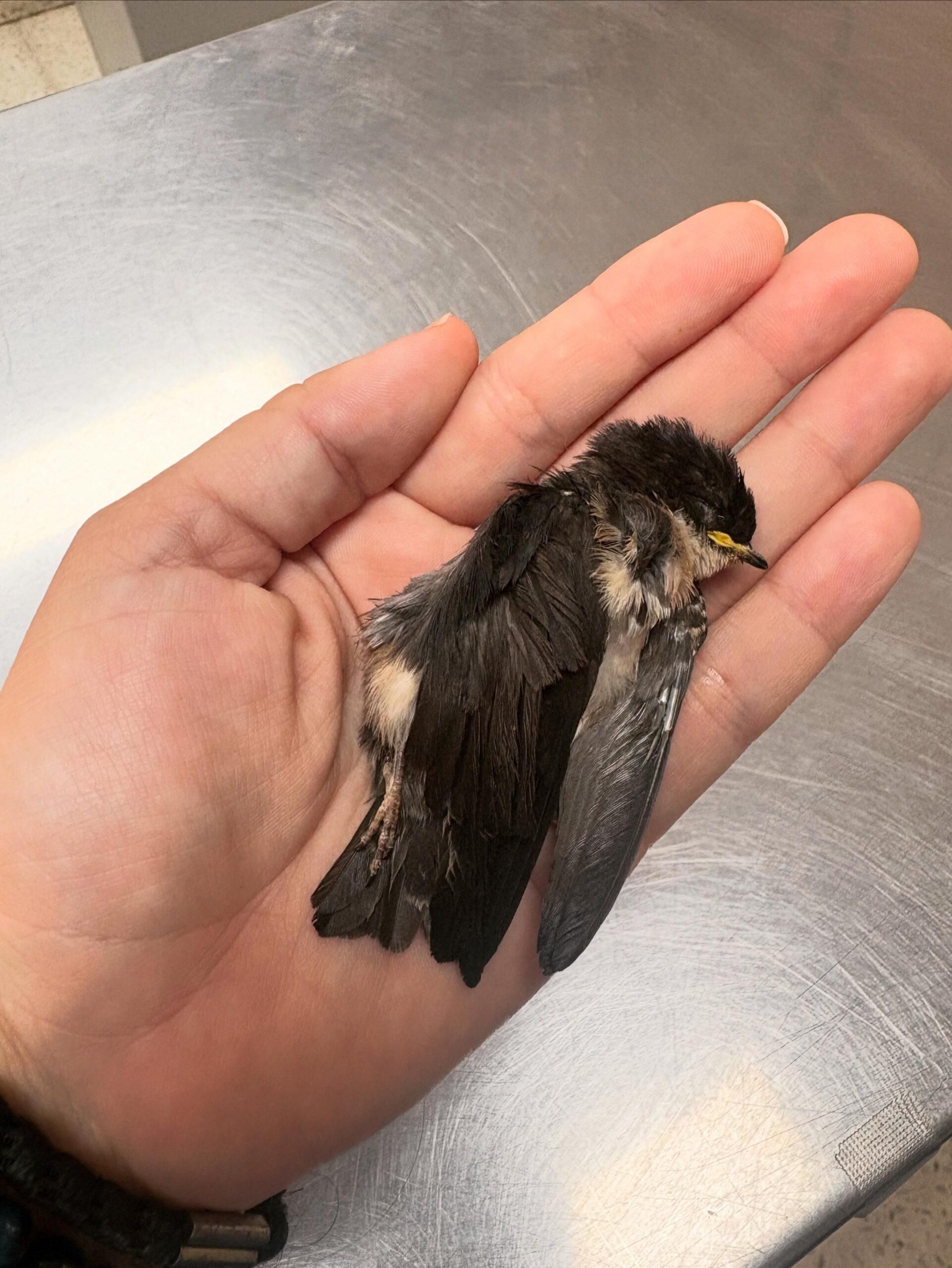 Una golondrina infante llegó a Proyecto Sacha con síntomas de aturdimiento, pero falleció poco después.