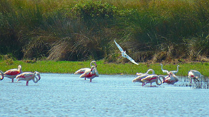 La laguna más grande de Doñana resiste y supera el verano sin secarse después de tres años seguidos evaporándose