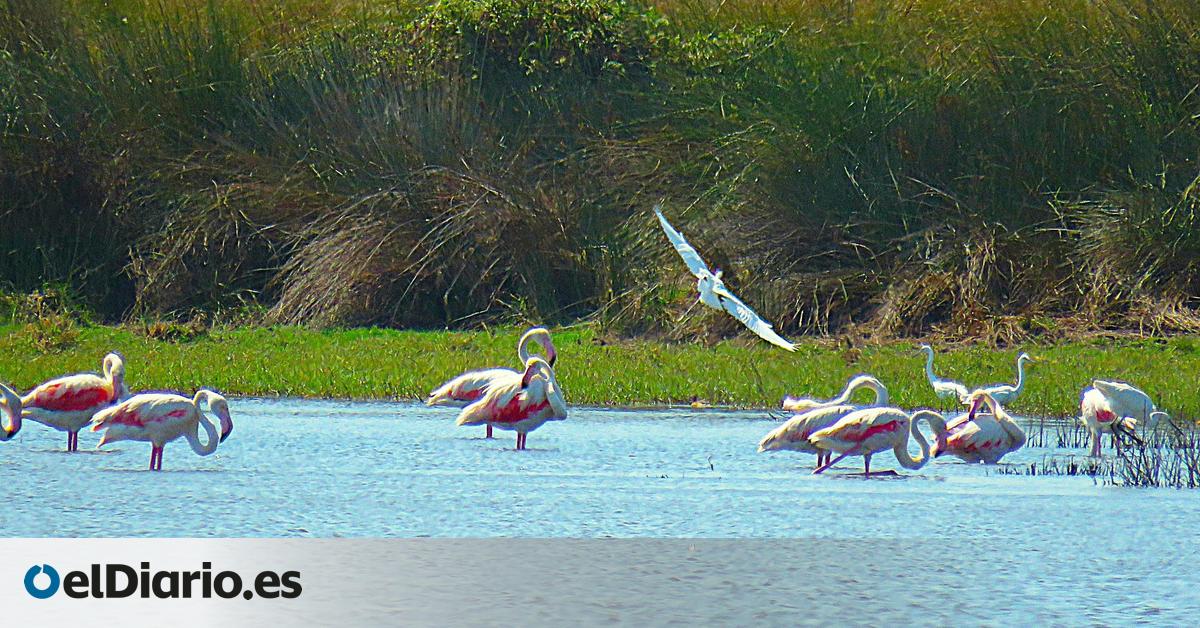 La laguna más grande de Doñana resiste y supera el verano sin secarse después de tres años seguidos evaporándose