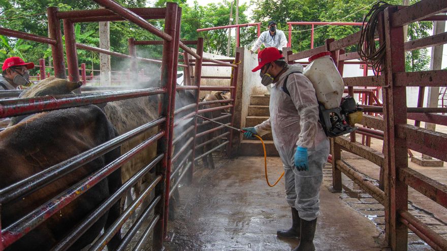 Casos acumulados de gusano barrenador en México aumentaron a 118 en una semana