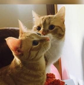 Operaciones de animales en la Protectora. Canela junto a otro gato.