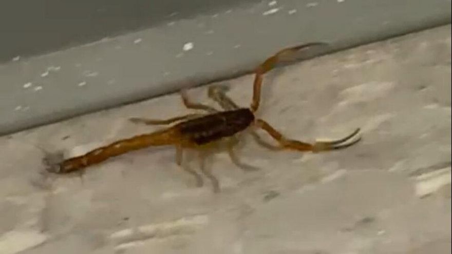 Encontraron un nuevo alacrán en el Lengüitas, que sigue con clases a pesar de una fumigación