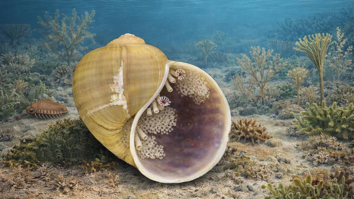 Las conchas marinas se llenaron de vida hace 470 millones de años y así fue el proceso