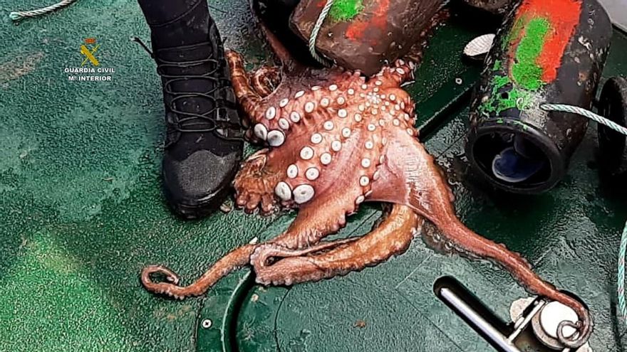 Pulpo pescado de manera furtiva.