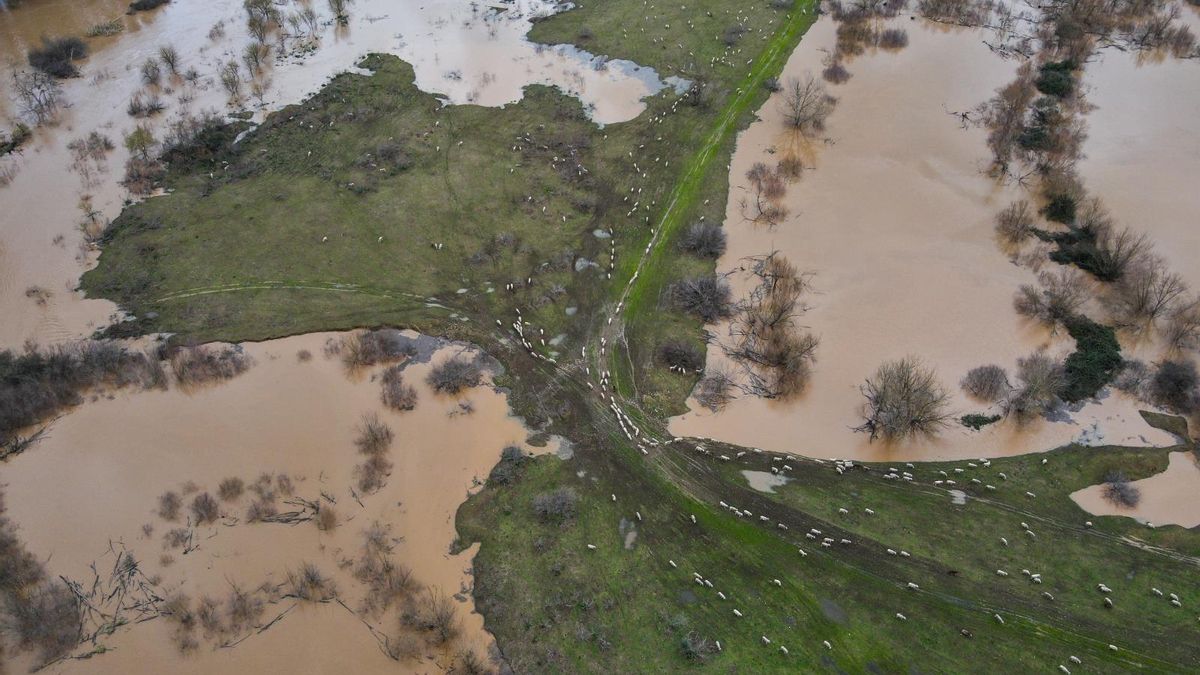 480 ovejas están aisladas desde el pasado jueves en una isleta del río Guadiana formada tras las lluvias de las últimas semanas