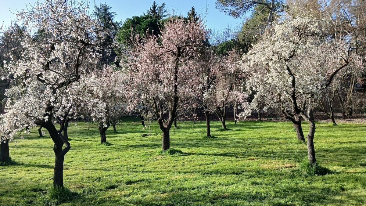 Arranca el 'hanami' madrileño: guía para disfrutar de la floración de almendros en la Quinta de los Molinos esta primavera