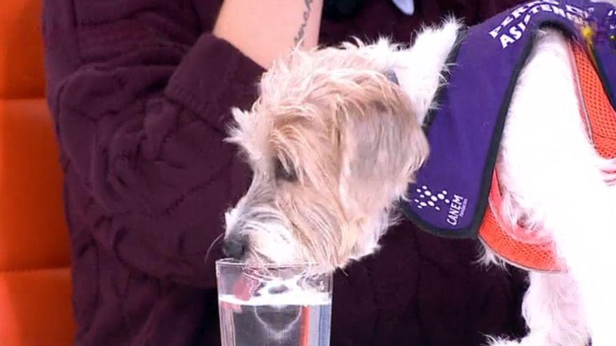 La perrita Ibi revolucionó 'Y ahora Sonsoles' y desató las carcajadas de Ónega: "¡Es el vaso de Carlos Quílez!"