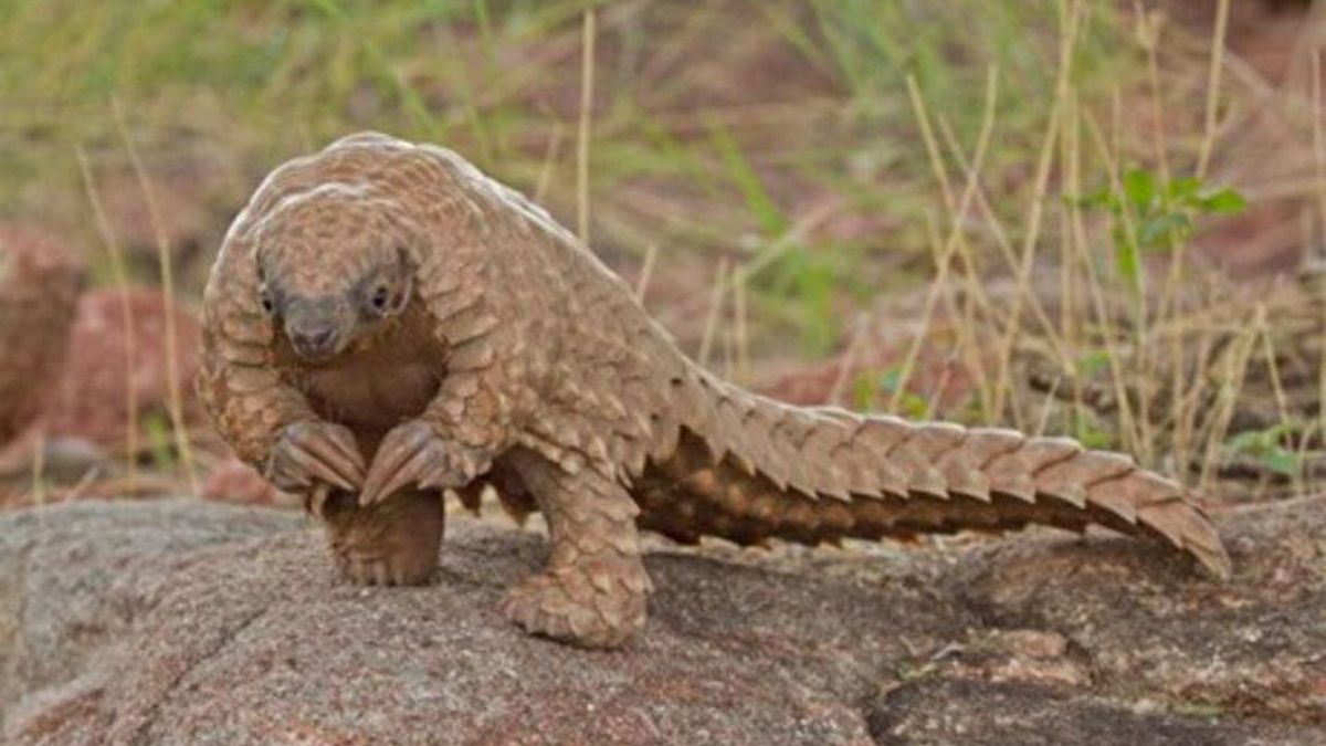 La situación de estos animales de extrema gravedad