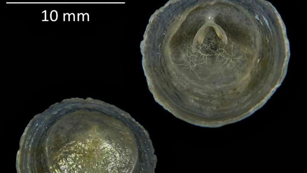 Bautizan como 'Cheilea donostiae' en homenaje al Aquarium un molusco descubierto en la Polinesia