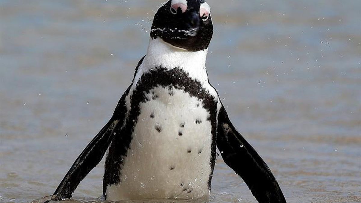 El Ejército de Tierra lanza una campaña para apadrinar pingüinos en la Antártida y apoyar la conservación de siete especies