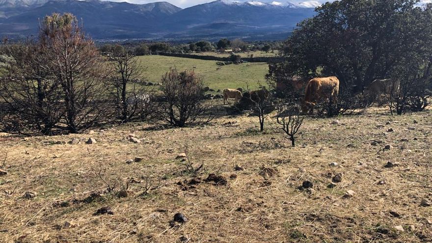 La decepción tras los grandes incendios en Castilla y León: "Promesas, un montón; pero hechos, ninguno"