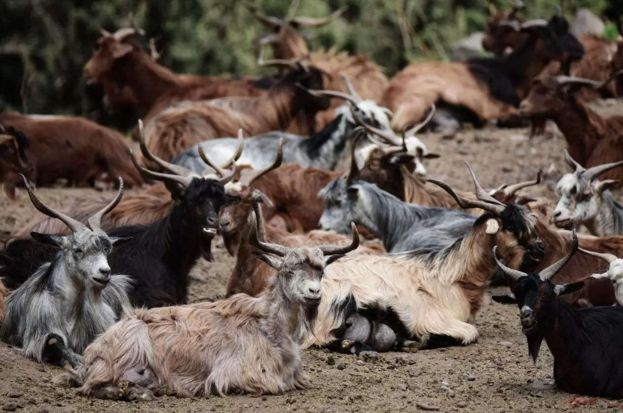 Fotos de archivo de cabras de raza palmera.
