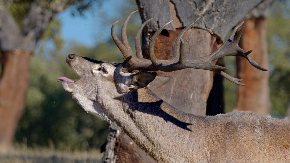 El bramido de los ciervos se puede oír a varios kilómetros de distancia.