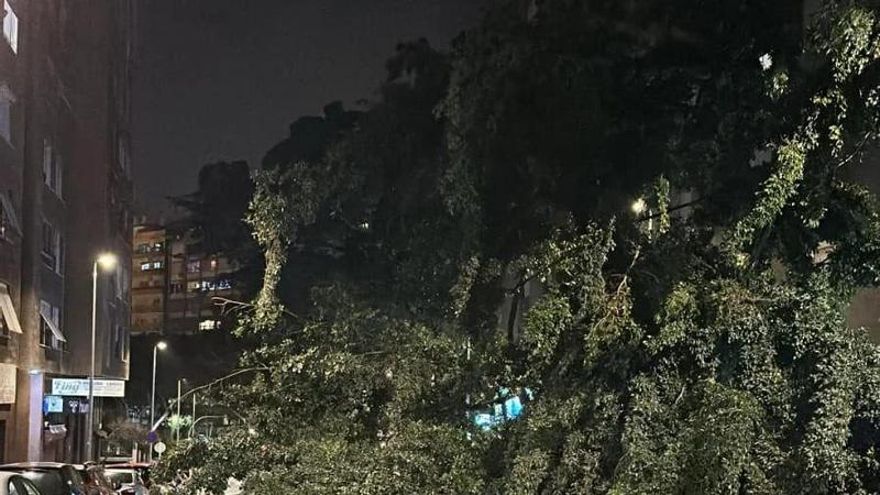 Árbol caído por el viento en Santa Cruz de Tenerife.