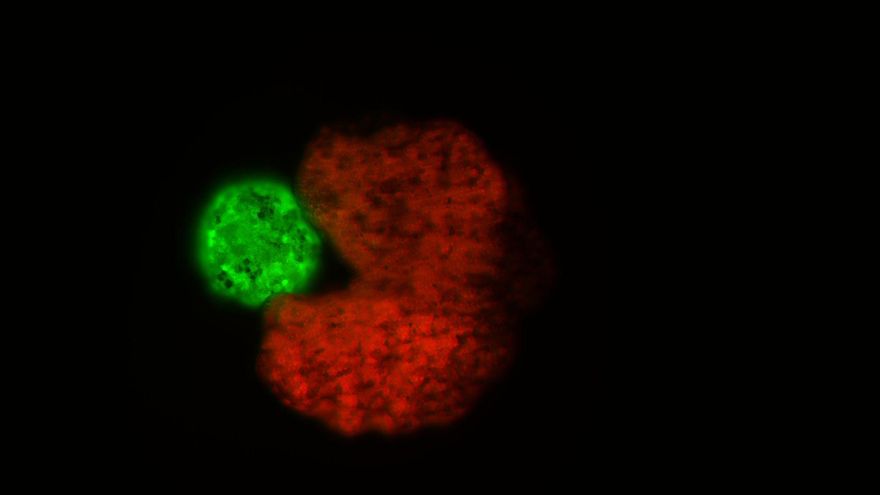 Un robot celular vivo, capaz de autorreplicarse y parecido al Comecocos