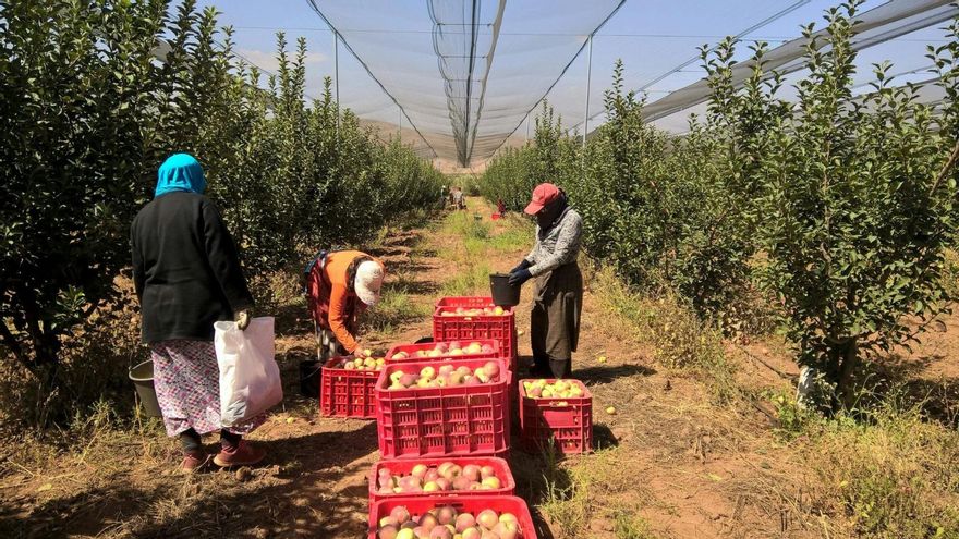El campo oscense espera una cosecha "adecuada" gracias a las lluvias de los últimos días