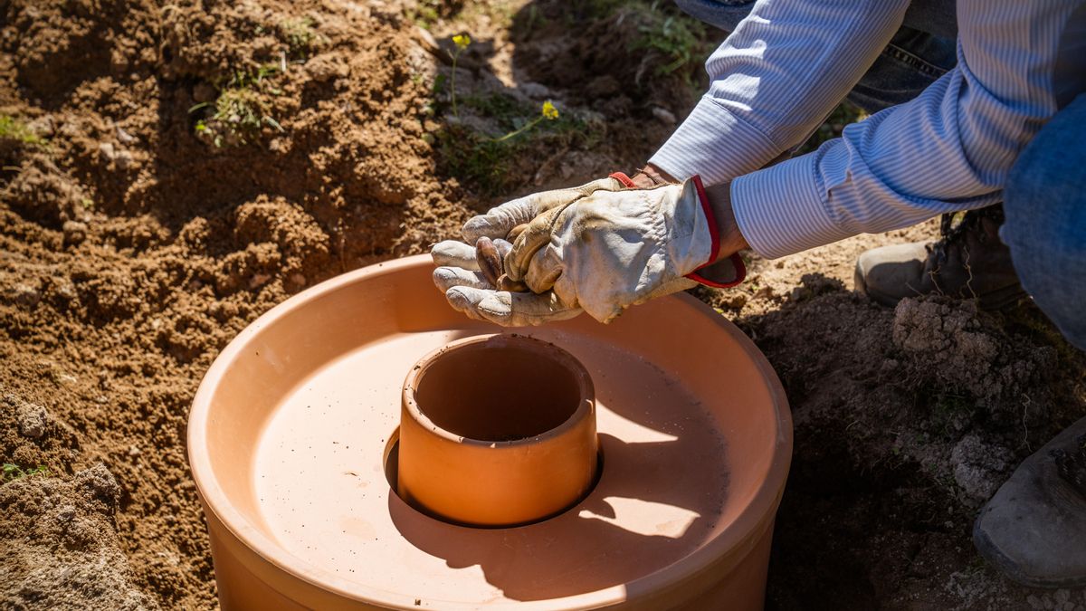 Plantan 1.000 bellotas para reforestar las encinas en Los Pedroches y mantener el legado de la dehesa andaluza