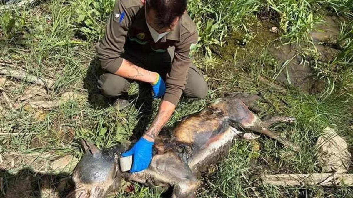 Localizan en Zamora un lobo abatido a tiros y abandonado en el cauce del río Esla