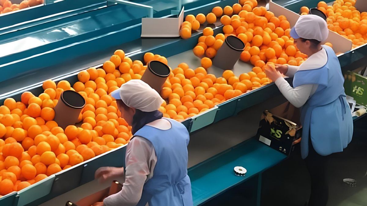 Trabajadoras del sector agrícola durante tareas de envasado. CCOO