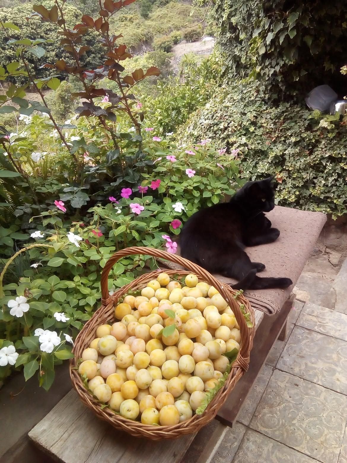 Jardín con ciruelas y gata. Las Lomadas. Los Sauces. Óscar Lorenzo