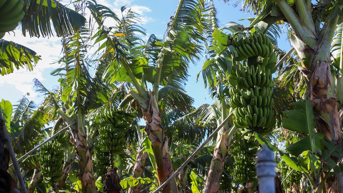 La Universidad de Alicante crea un dispositivo que repele al picudo negro, el enemigo de la platanera en el mundo