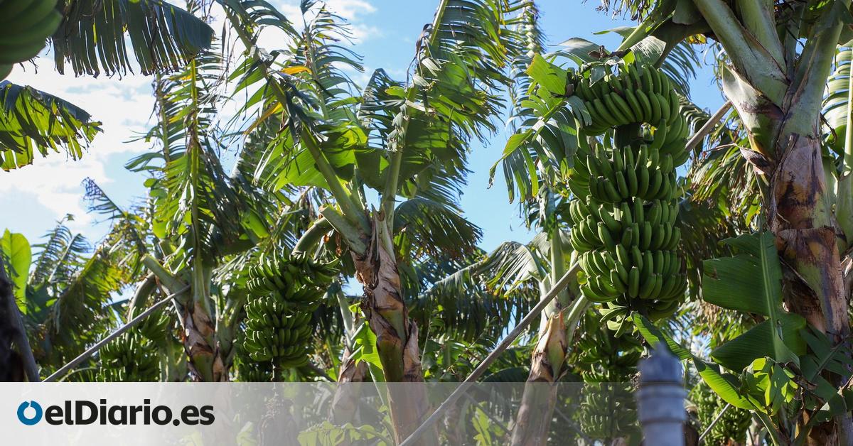 La Universidad de Alicante crea un dispositivo que repele al picudo negro, el enemigo de la platanera en el mundo