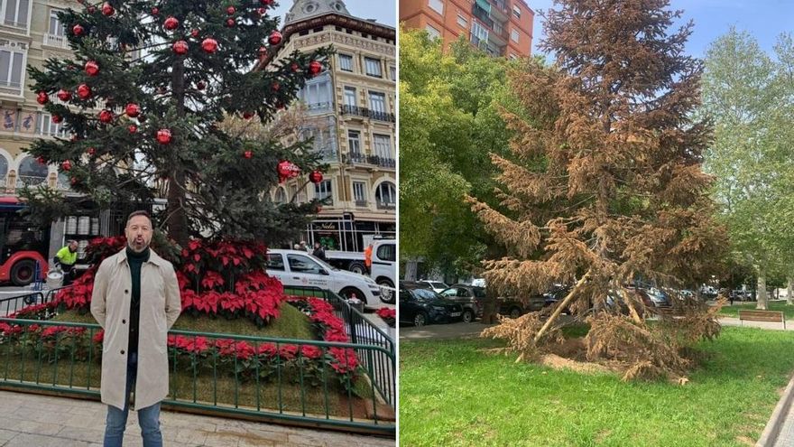 El abeto que compró Vox para Navidad en València por 10.000 euros, seco cuatro meses después