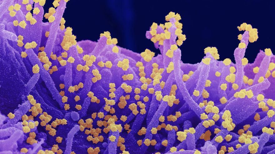 Las misteriosas mutaciones que hacen de Delta la variante del virus de Covid más contagiosa hasta ahora
