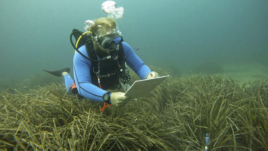 Blindar las praderas submarinas contra anclas y redes evitará el escape de un 'monstruo' climático