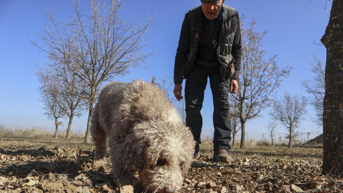 Así recolectan el oro negro pagado a mil euros el kilo tras 10 años de espera