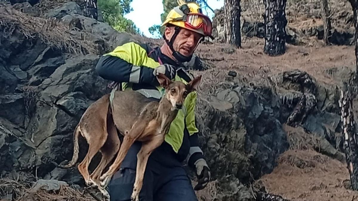 Los bomberos rescatan a un perro envetado en El Paso