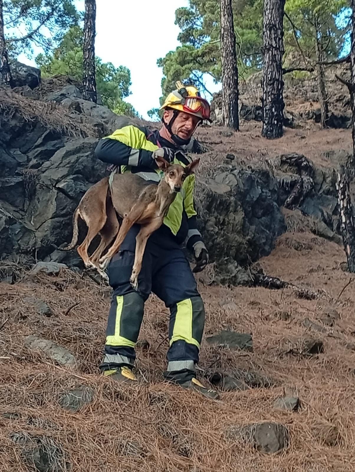Un miembro de Bomberos La Palma con el perro rescatado.