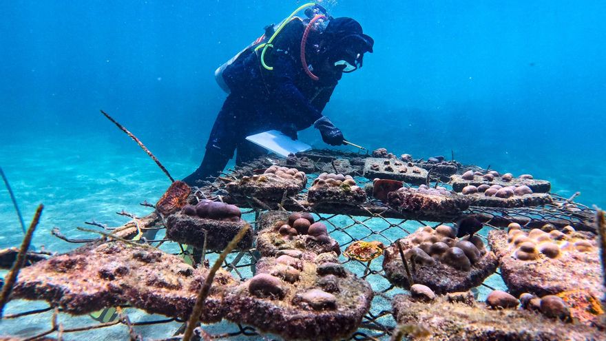 La recuperación de "supercorales" avanza en las Islas Galápagos con siembras submarinas