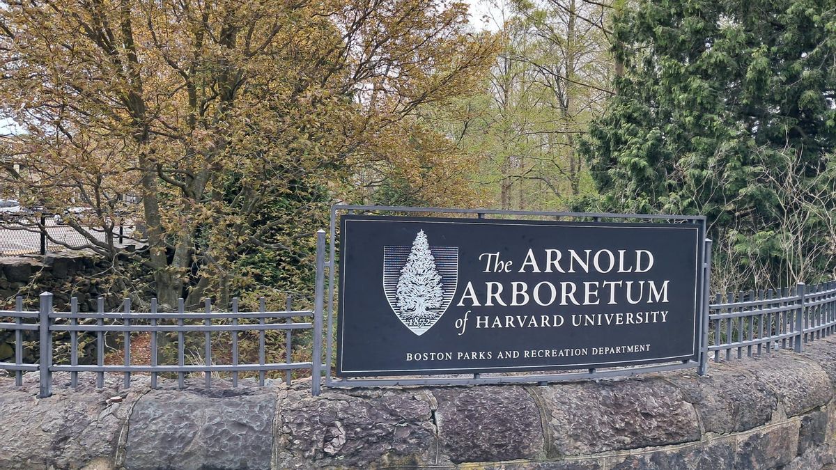 El popular 'Arboretum' de la Universidad de Harvard