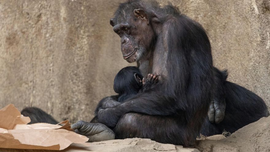 Mejor en comunidad: los bebés chimpancés crecen mejor cuando sus madres tienen conexiones sociales