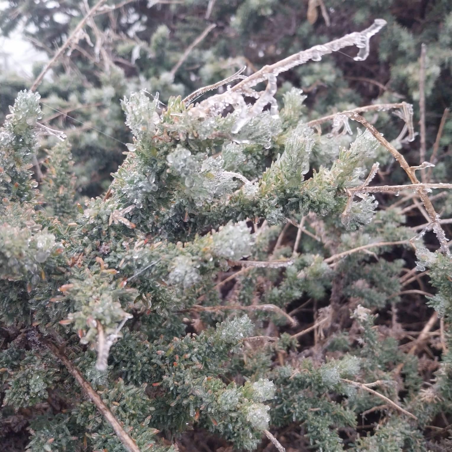 Una planta  cubierta de escarcha en las cumbres de La Palma  a primeras horas de la mañana del miércoles, 30 de abril.