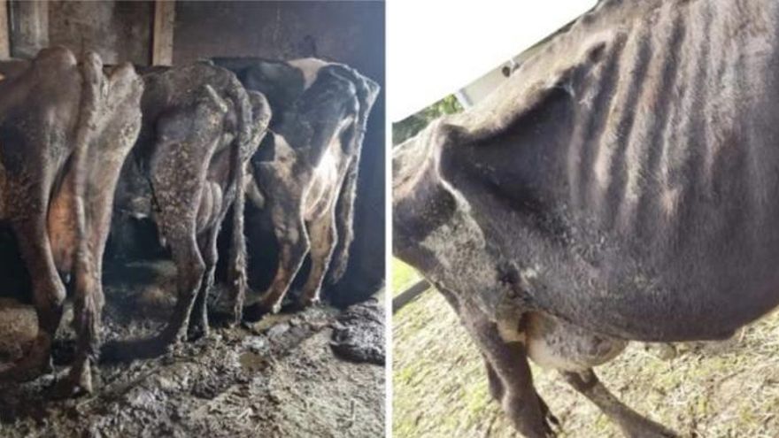 Un refugio animal denuncia que un juez le obliga a devolver cinco vacas al dueño que las "maltrataba": "Las condena al matadero"