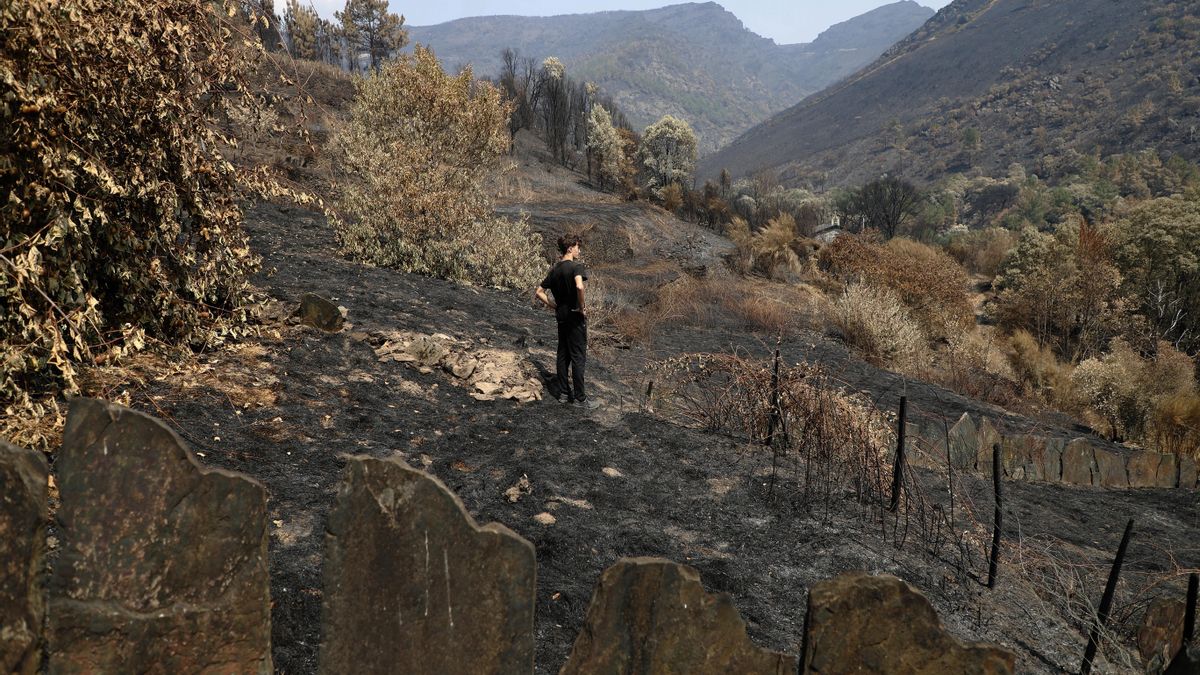 Una persona contempla la superficie arrasada por los incendios en la aldea de Montefurado, en Quiroga (Lugo).