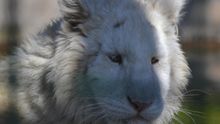 Uno de los cachorros de tigre blanco en Sendaviva.
