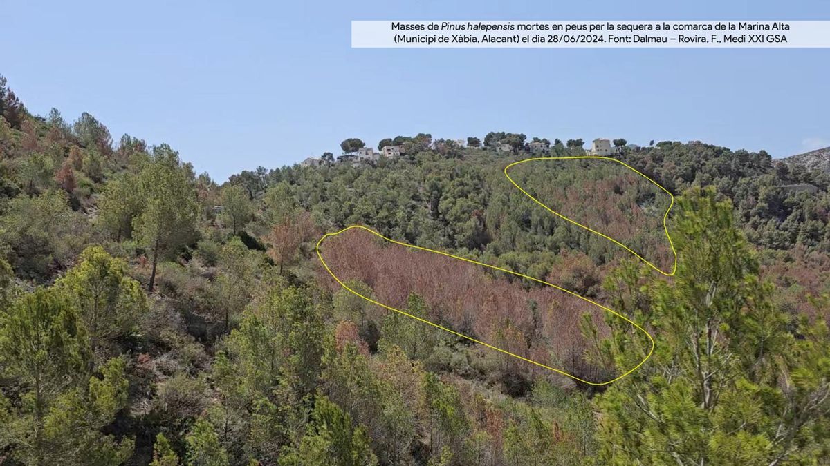 Biomassa forestal morta a les muntanyes del nord d’Alacant. Font: Dalmau–Rovira, F., Medi XXI GSA.