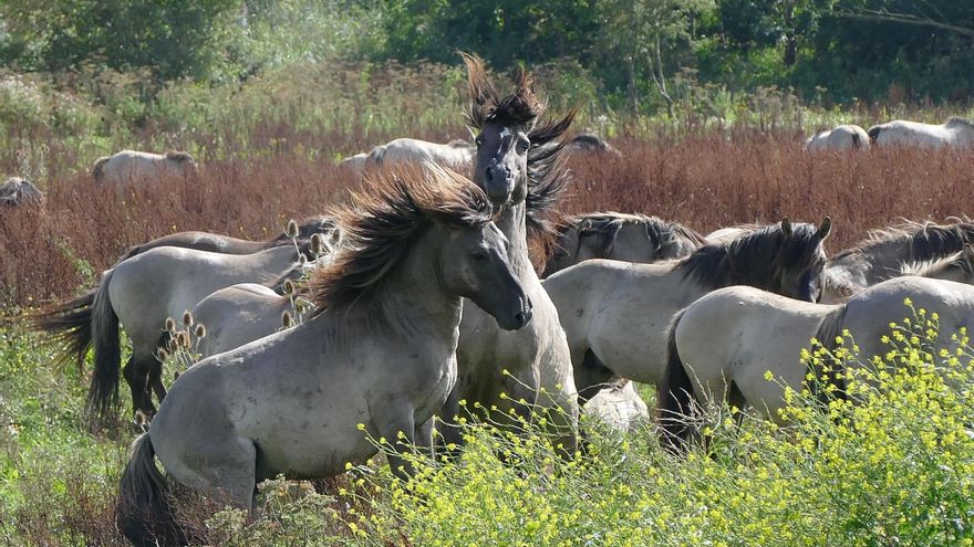 Caballos salvajes en una llanura holandesa ganada al mar: la renaturalización más controvertida de Europa