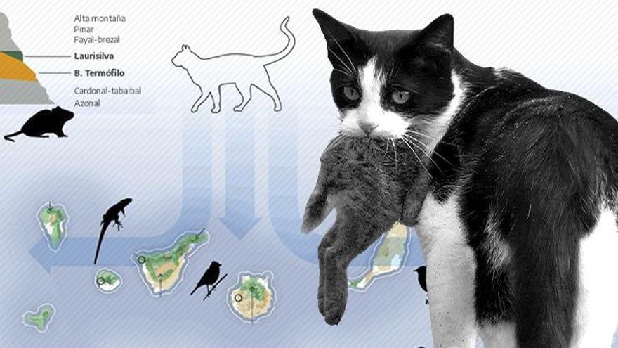 Erradicar o convivir: un dilema para proteger la naturaleza de la superpoblación de gatos asilvestrados