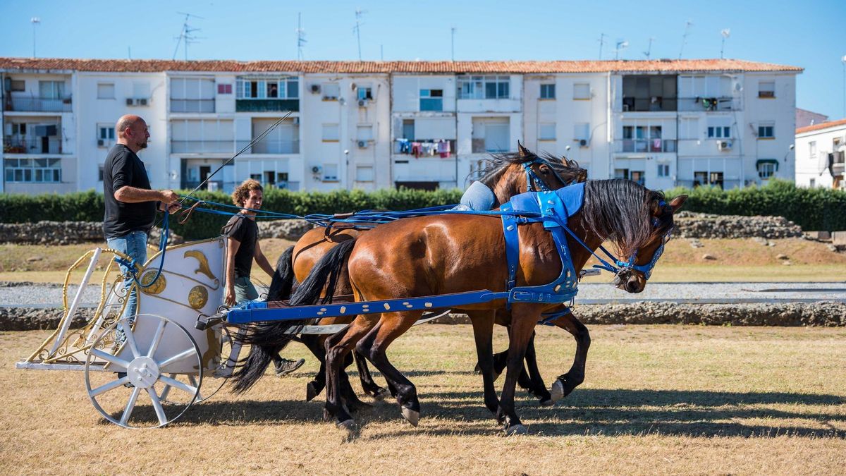 Denuncian ante la Guardia Civil la carrera de cuadrigas organizada por el Ayuntamiento de Mérida