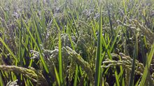 Arroz de Sevilla. |