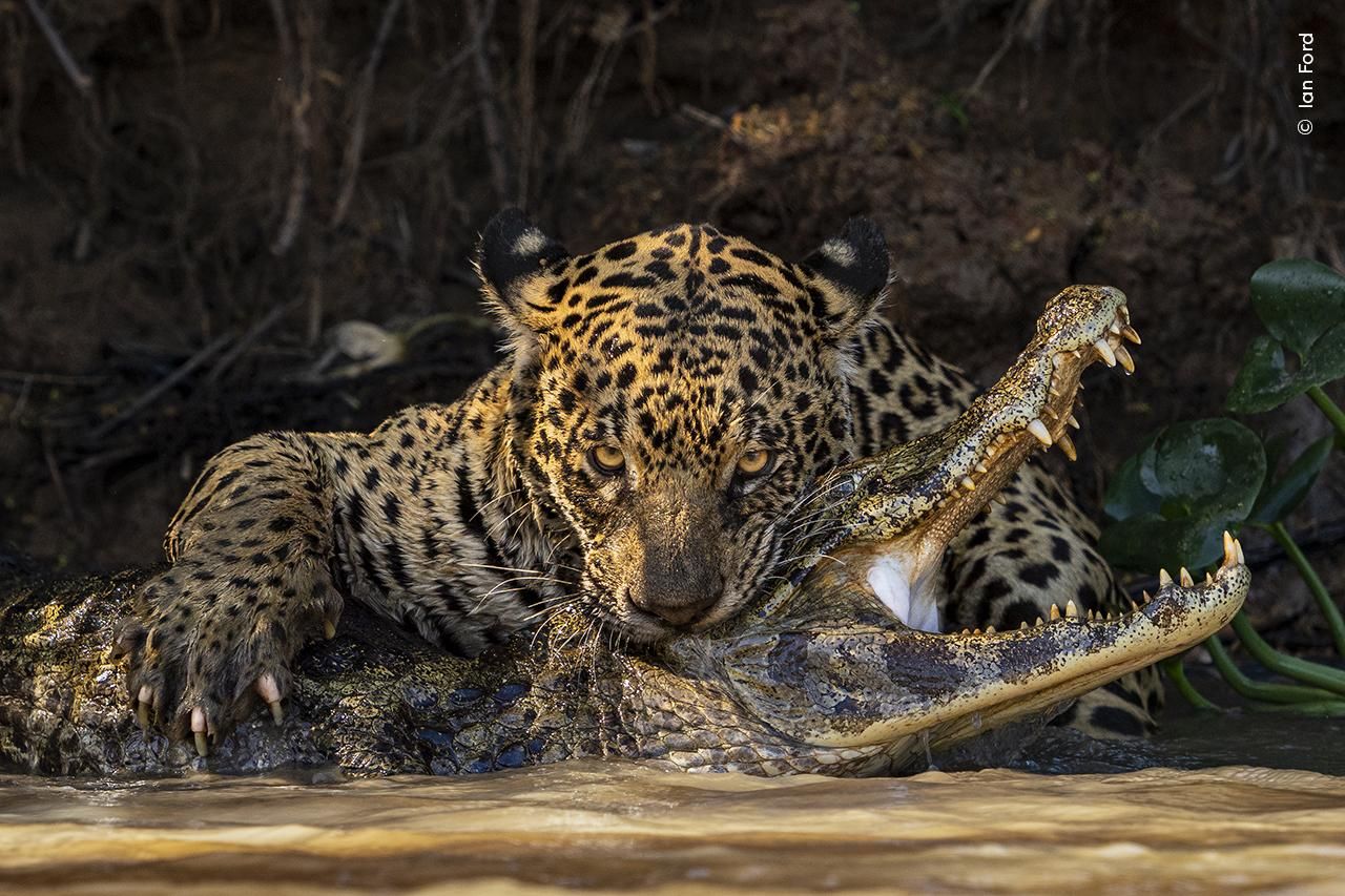 © Ian Ford, Wildlife Photographer of the Year