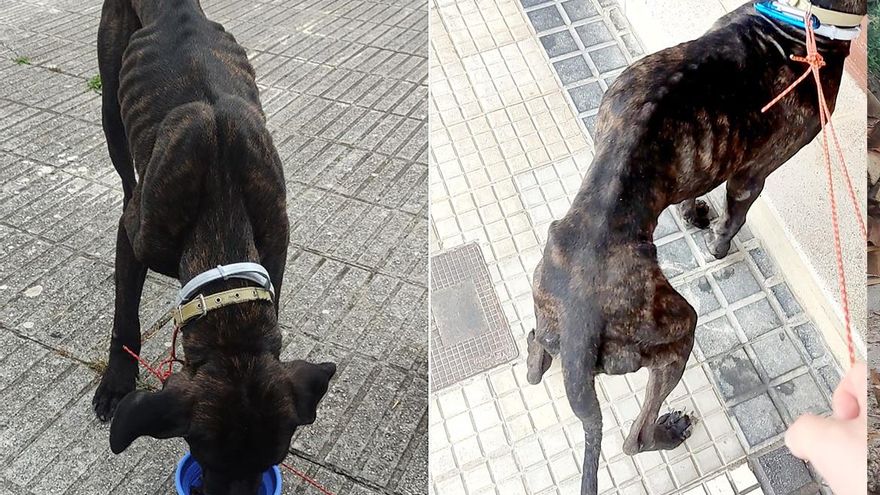 Perro del que se hizo cargo El Refugio, tras ser encontrado por un peregrino en Liendo. La protectora denunció por maltrato animal al dueño, para el que pide 18 meses de prisión.
