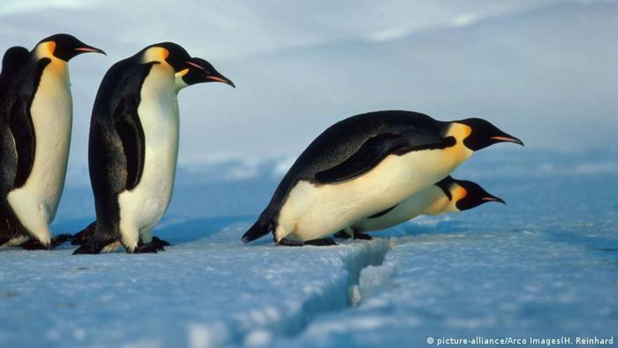 Los pingüinos emperador podrían desaparecer en el 2100