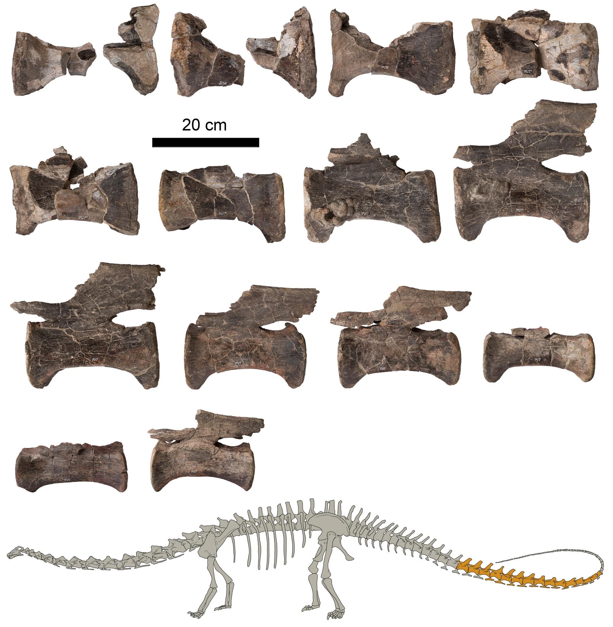 Fósiles hallados del Diplodocus