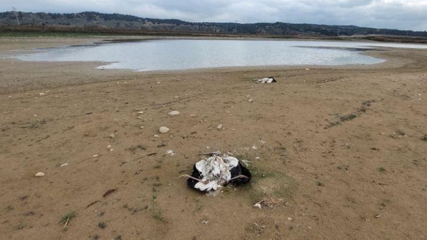 Ecologistas en Acción alerta de al menos 15 cigüeñas blancas muertas y en avanzada descomposición en Toledo